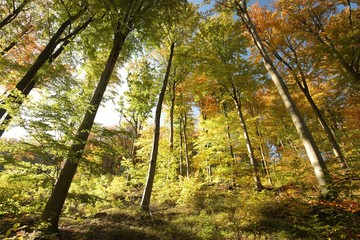 Fototapeta na wymiar Autumn beech forest