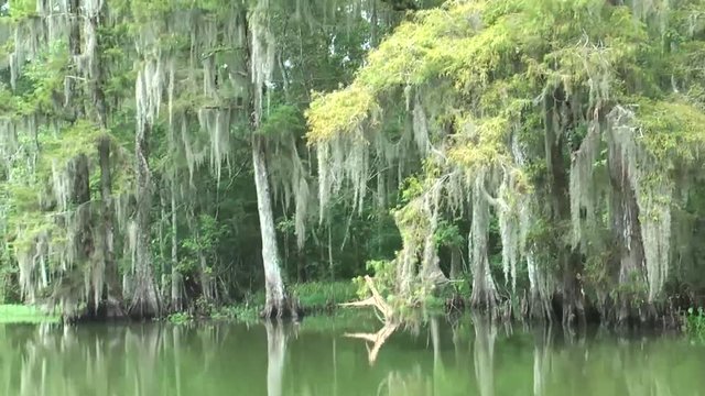 Sumpflandschaft entlang des Mississippi