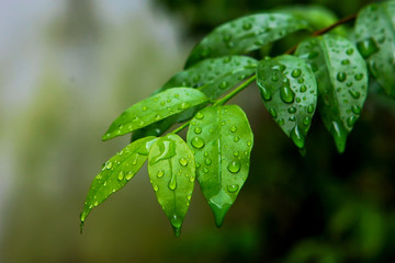 Green leaves with water drop during rain - 177155803