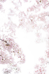 満開の桜（クローズアップ）