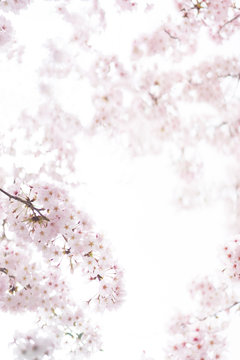 満開の桜（クローズアップ）