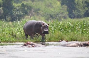 Hippo about to enter water
