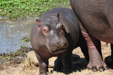 Hippo calf hiding behind mother