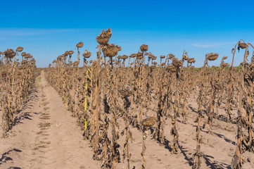 Rows of ripe sunflowers standing like old soldiers rank against blue cloudless sky in central...
