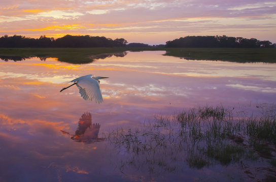 Dawn's Light - A great egret skims the water surface in early morning sunrise light with reflection.