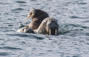 Bathing Beauties - Three cow (female) walruses float in the surf.
