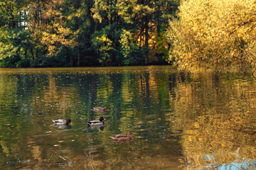 Fototapeta premium duck and drake swimming in pond