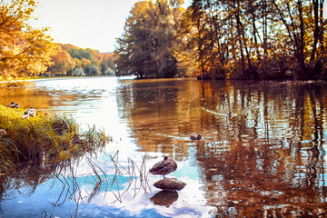 Beneath weeping willows a flock of geese swim lazily on the still surface of beautiful river.