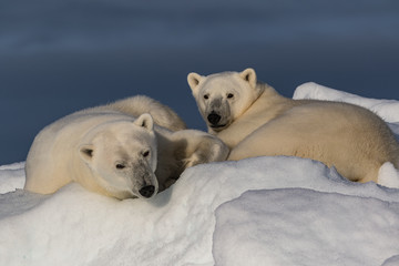 Just Waking Up - A polar bear mother and her yearling cub are just waking up to evening light from a long nap and seem a bit groggy.