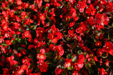 Obraz premium Background of flowers. Beautiful flowers as background