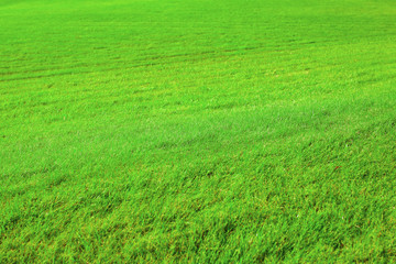 Grass as texture or background