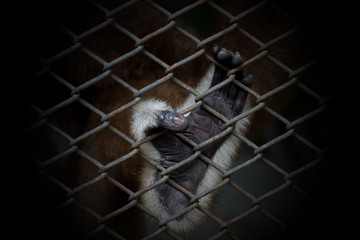 monkey feet in a cage