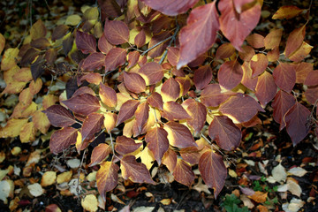 Swarm of Brown