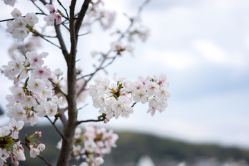 海辺の桜（日本・広島県・尾道）