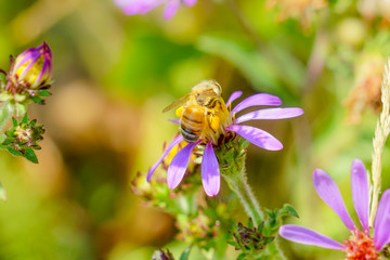 Bee with colorful flower in the summer