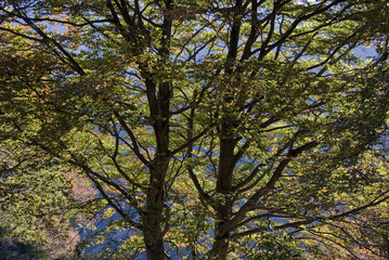 Fototapeta premium Background: Large autumn beech plant with all colored leaves (green, yellow, orange, red) photographed in October in the forests of Monte Zeda, near Lake Maggiore, Lombardy, Italy