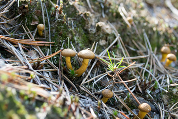 Forest mushroom in green moss and pine mulch.