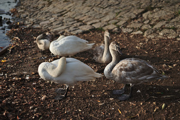 Swans with youngsters on the river