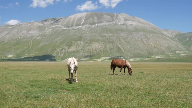 Cavalli al pascolo in Umbria