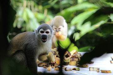 Capuchin monkey eating bananas in Ecuadorian rain forest