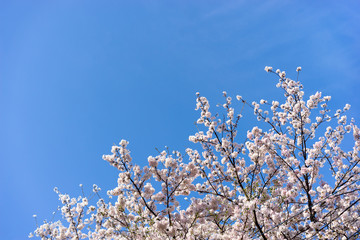 満開の桜の花と青空