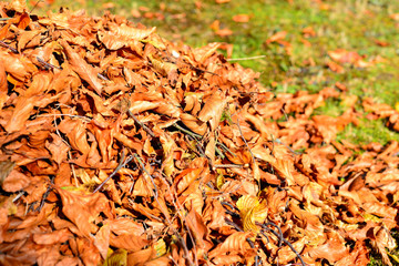 Laub im Garten harken im Herbst