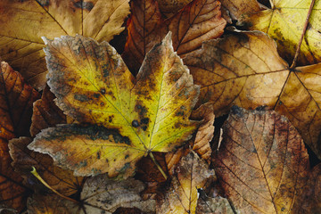 Extreme closeup macro of an colorful autumn leaf with fine detail. Nature background.