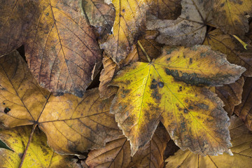Extreme closeup macro of an colorful autumn leaf with fine detail. Nature background.