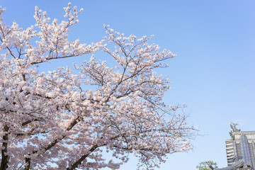 満開の桜の花と青空