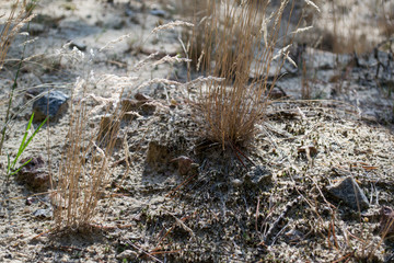 Dry grass in the semi-desert in the wind.