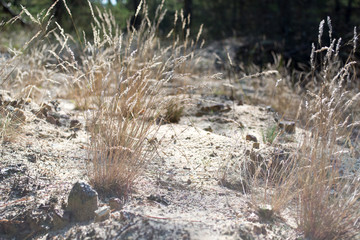 Dry grass in the semi-desert in the wind.