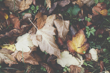 Extreme closeup macro of an colorful autumn leaf with fine detail. Nature background.
