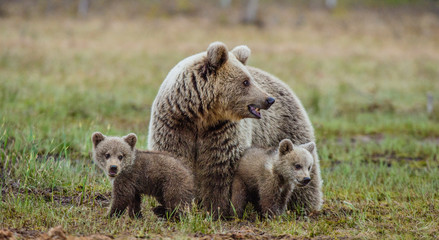 Obraz na płótnie Canvas She-Bear and Cubs of Brown bear on the swamp in the summer forest. Natural green Background