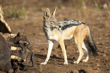 Hungry Black backed jackal looking for food at hippo carcass