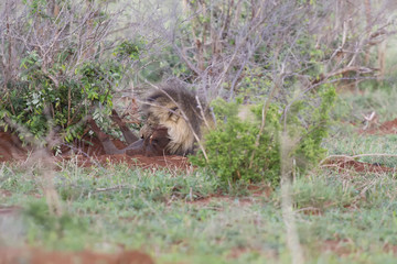 Old male lion digs a warthog from its burrow in nature