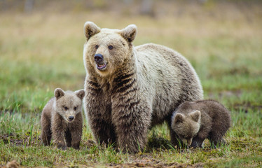 She-Bear and Cubs of Brown bear  on the swamp in the summer forest. Natural green Background