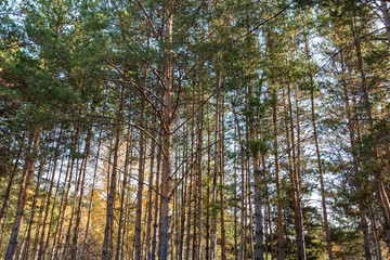 Fototapeta premium dense pine forest