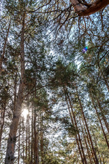 rays of the sun shine through a dense pine forest