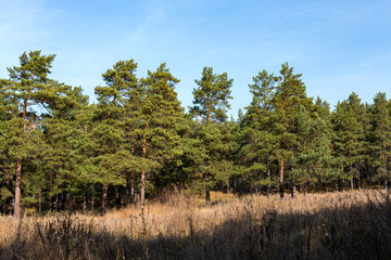Fototapeta premium Pine stands on the edge of the forest