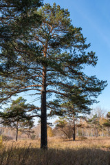 Fototapeta na wymiar pine tree close-up
