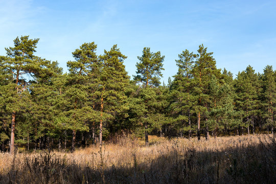 Pine stands on the edge of the forest