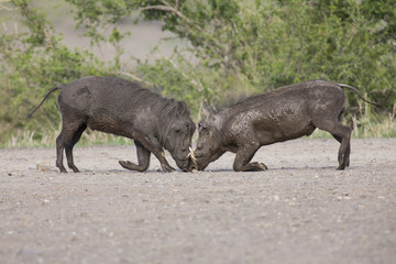 Two young warthogs fight at small pond in a road