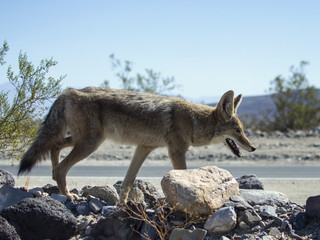 Fototapeta premium Coyote in Death Valley