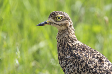 Portrait of a Spotted Dikkop in green grass with brown feathers