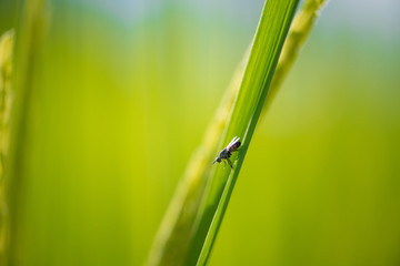 soft focus litle insect on blur green rice leaf background