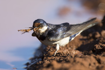White-throated swallow sit at muddy water pool to get mud
