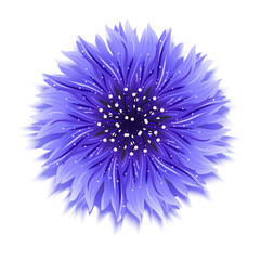 Blue cornflower on white background. Vector illustration