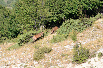 Cervi in combattimento - Monte Velino Abruzzo