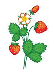 Vector illustration with a wild strawberry on a white background. Picture with a plant.