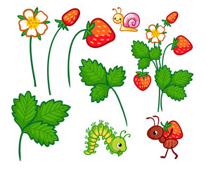 Vector collection of illustrations with wild plants and insects. Set of Forest berries, flowers and insects in a cartoon style.